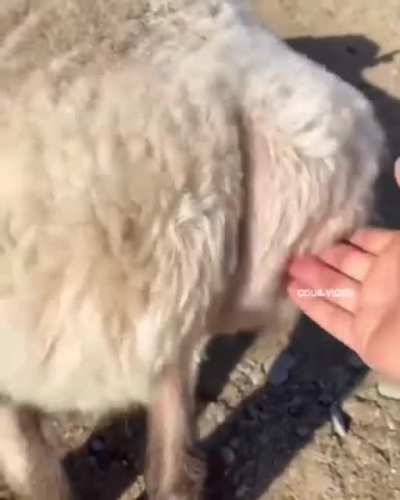 Ну сами посудите, растёшь с овцами а у тебя переходный возраст наступает и в голову лезут мысли.... да ладно не кто не увидет....