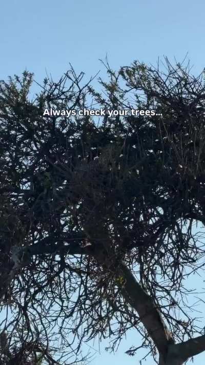 Always check the trees