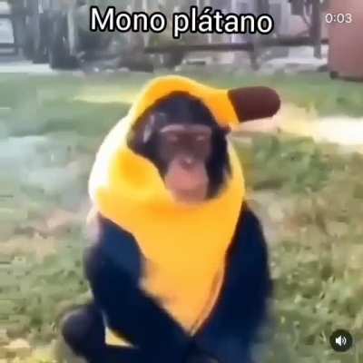 Simplemente mono plátano