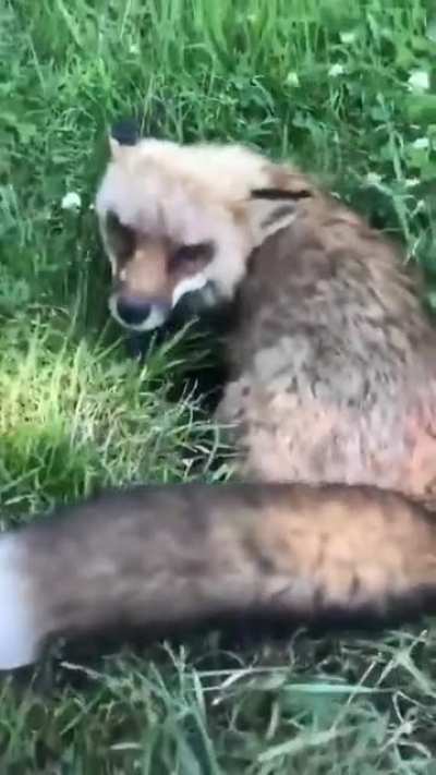 Finnegan the fox built a new home