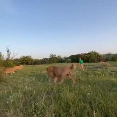 Protect bullied lion by sandal