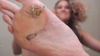 Luna Crickets