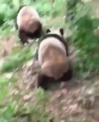 Gang violence
