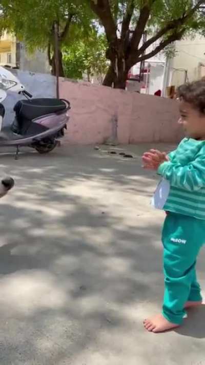 little girl giving roti to cow