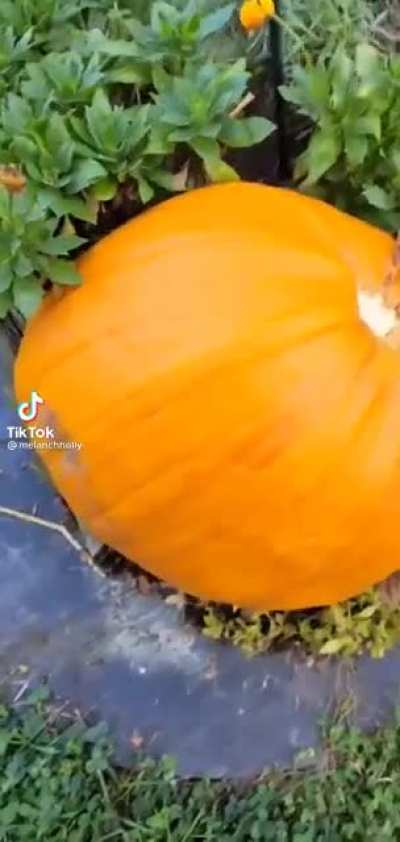 Rotten Pumpkin Suprise