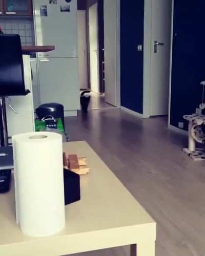 My cat is a retriever