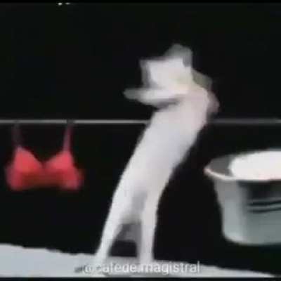 xd me cage de la risa