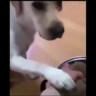 what the dog doin?