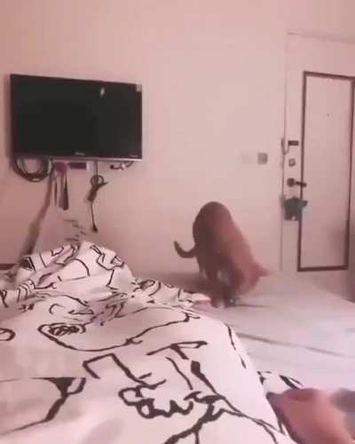 Breakfast in bed?