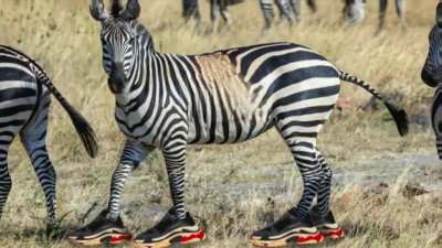 🦓 👟