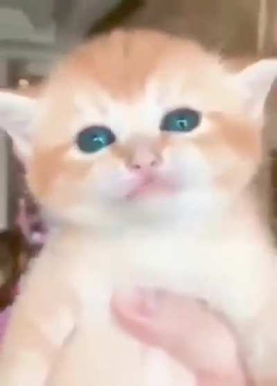 Yapwunk (sound on)