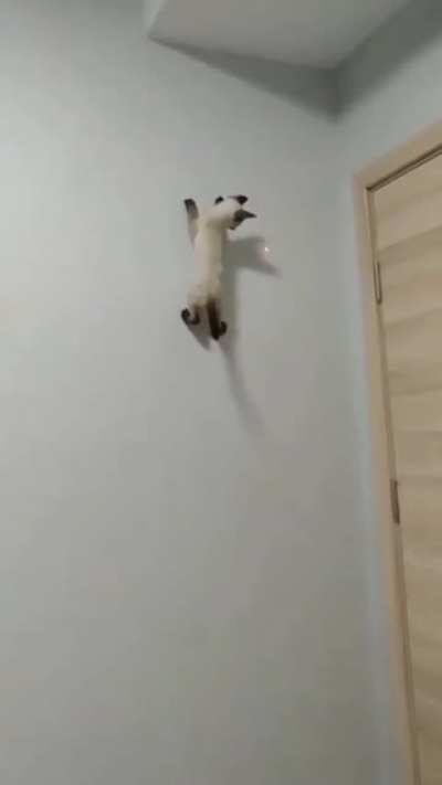The new spider-cat coming soon.