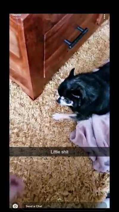 Cute little doggy