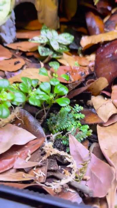 Vivarium update!