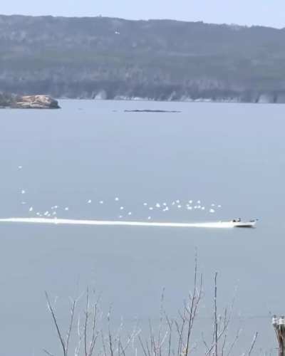 When the birds shine so much they look like part of the lake