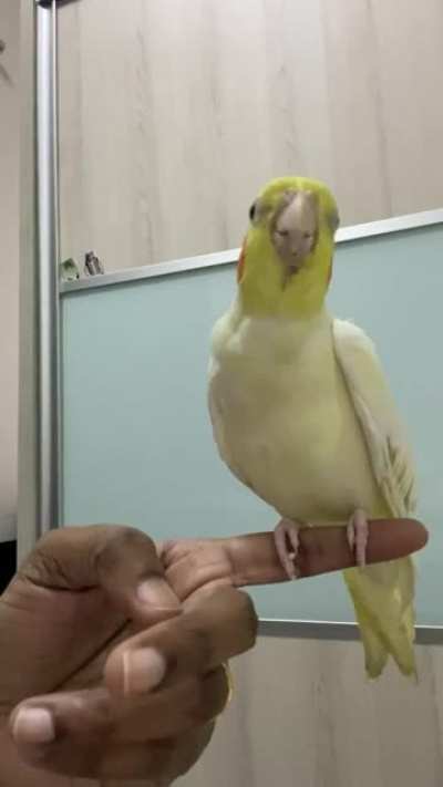 He loves to sing when he is happy🦜👏🏼