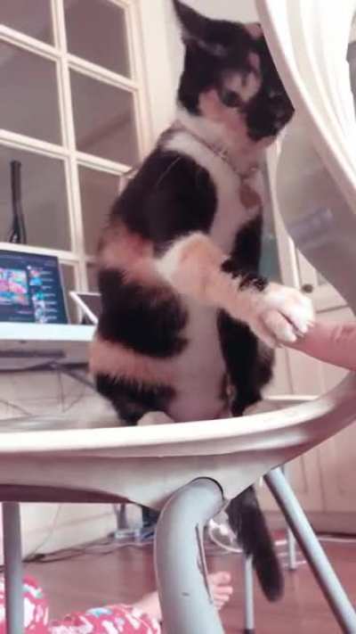 Let me introduce you to my nice cat who likes handshakes