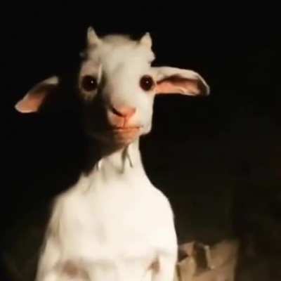 Standing goat