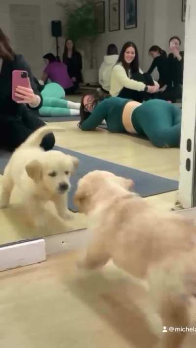 What the dog is doing