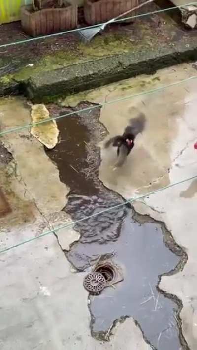 Rat Vs Chicken