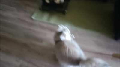 Shaggy butt wiggles