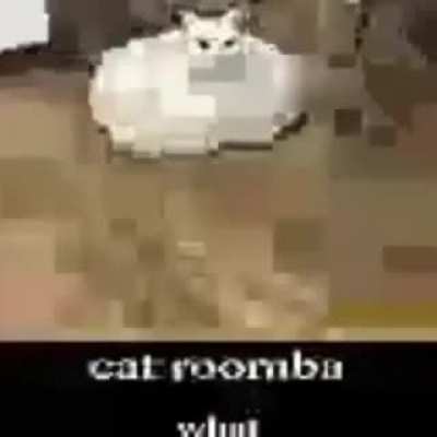 when cat roomba