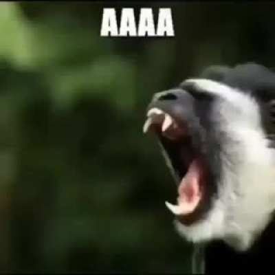 funny monkee video