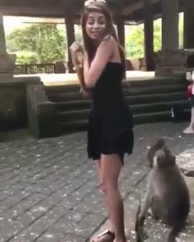 小猴可爱