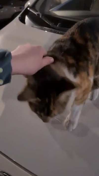 This stray I found at a parking lot gave me the best greeting!