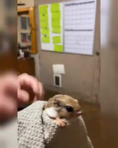Squirrel flies out of mans hand.