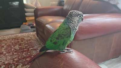 Nori singing his way into the New Year