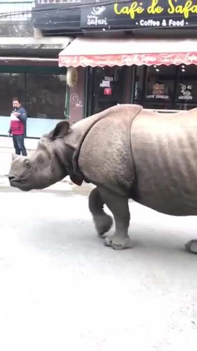 Indian rhino walking the streets in Nepal