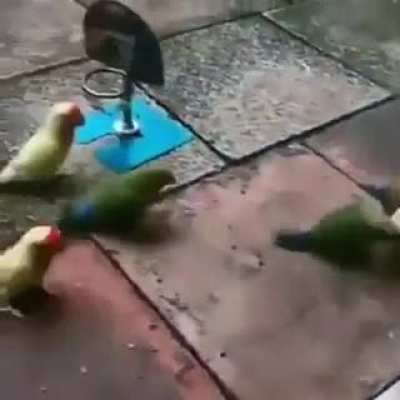 Ayo these birds are HOOPIN'