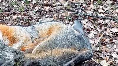The Fox is feeling so disturb...
