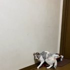 Just a cat enjoying herself