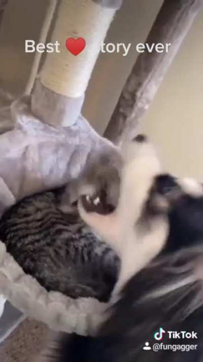 Cat and Dog love story
