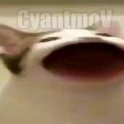 Porque eu tô rindo disso