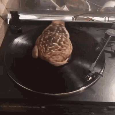 Frog spin Frog spin