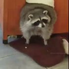Chonky Trashpandas
