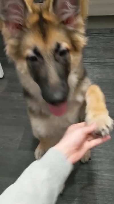 Giving paws 🐾