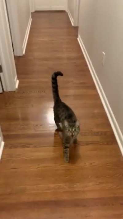 Ok everyone loves kitten Basil yelling for food, here is 1 year later...still yelling and twirling!!