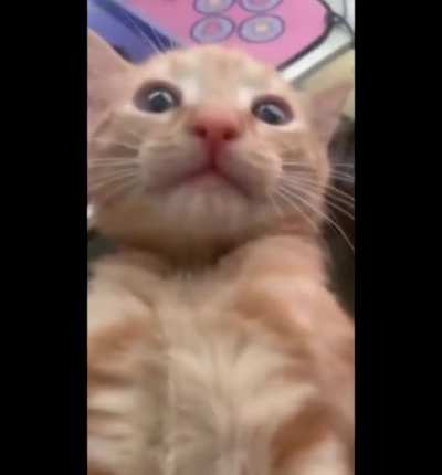 Wah