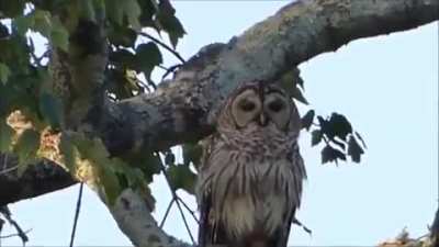 Little birds bullying the owl