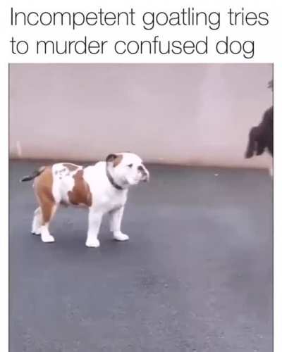 Incompetend goat tries to hurt doggo