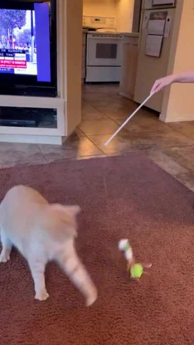 From 22 lbs down to 16 lbs, he’s started running after toys again!