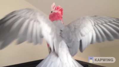Bird do a showoff
