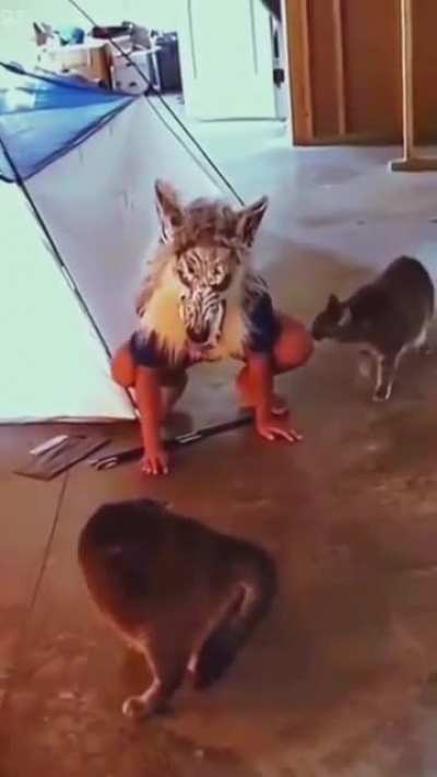 Wolf mask
