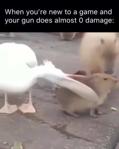 wholesome animols