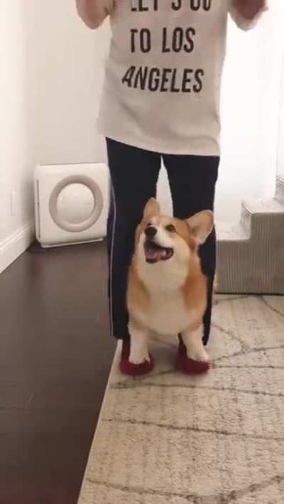 Corgi's best dance moves