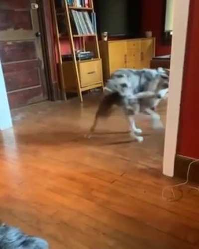 Got sick of waiting so he took himself for a walk